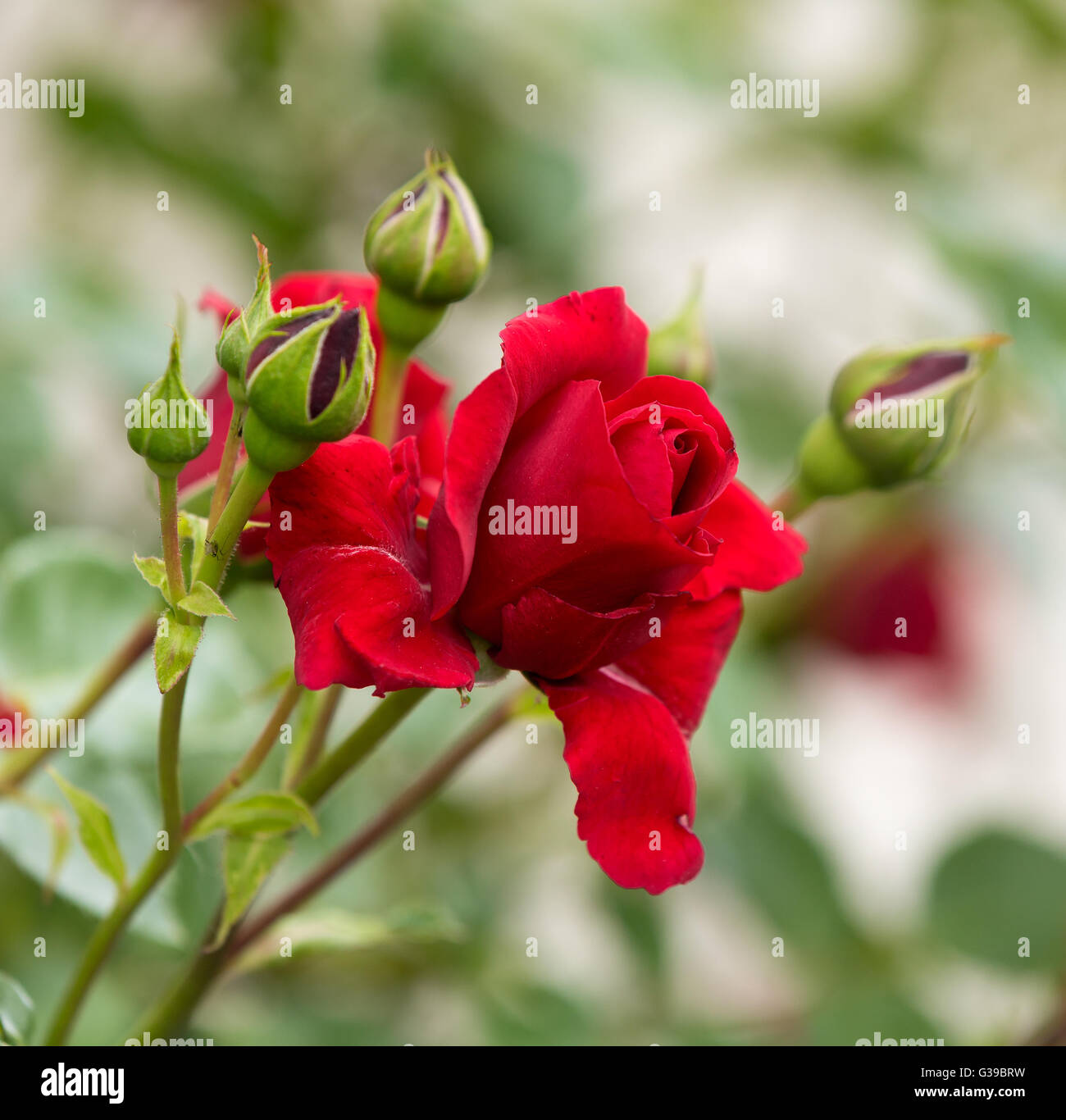 Bellissime rose rosse in giardino, amore romantico di scena nel giardino di  primavera Foto stock - Alamy