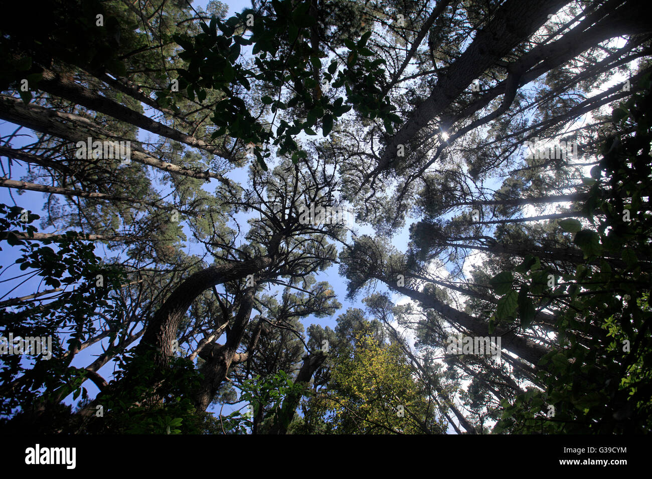 Vista di alberi nativi a Zealandia, il Karori Sanctuary, Wellington Foto Stock