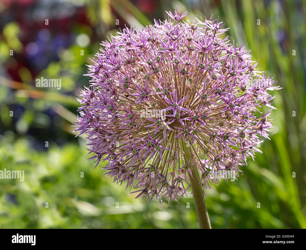 Allium hollandicum in giardino. Grande dettagli. Rosa. Foto Stock