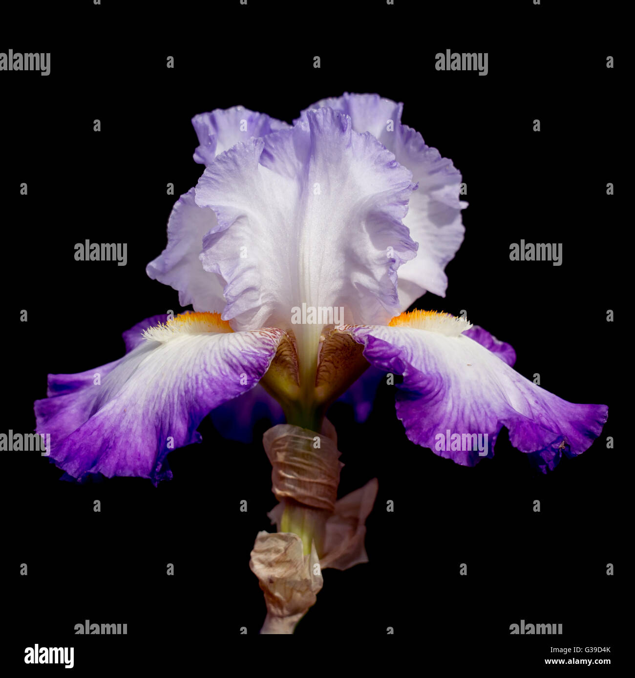 Iris barbuto fiore sul nero. Bellissimo il dettaglio. Foto Stock