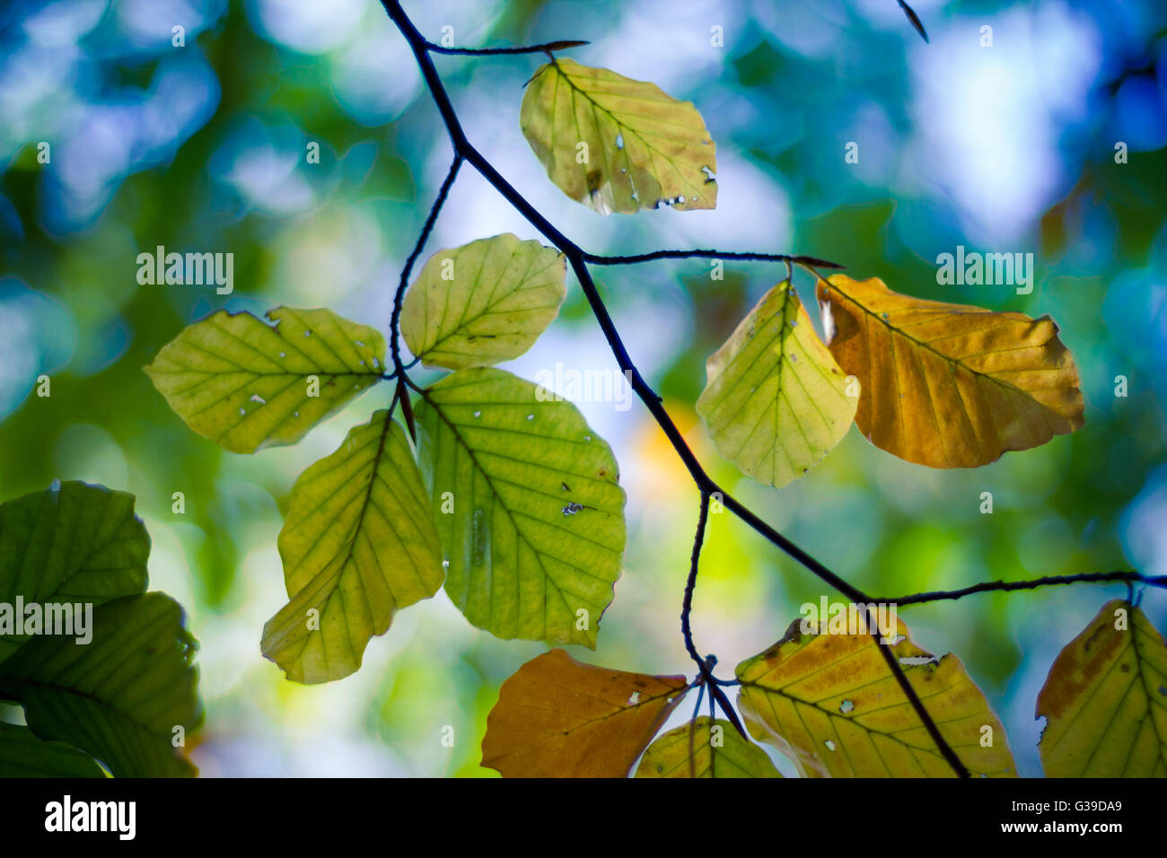 Bella texture di sfondo di verdi foglie di giallo autunno sfondo foglia Foto Stock