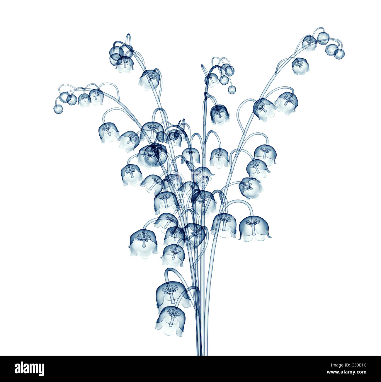 Immagine a raggi x di un fiore isolato su bianco , la campana bianco 3d illustrazione Foto Stock