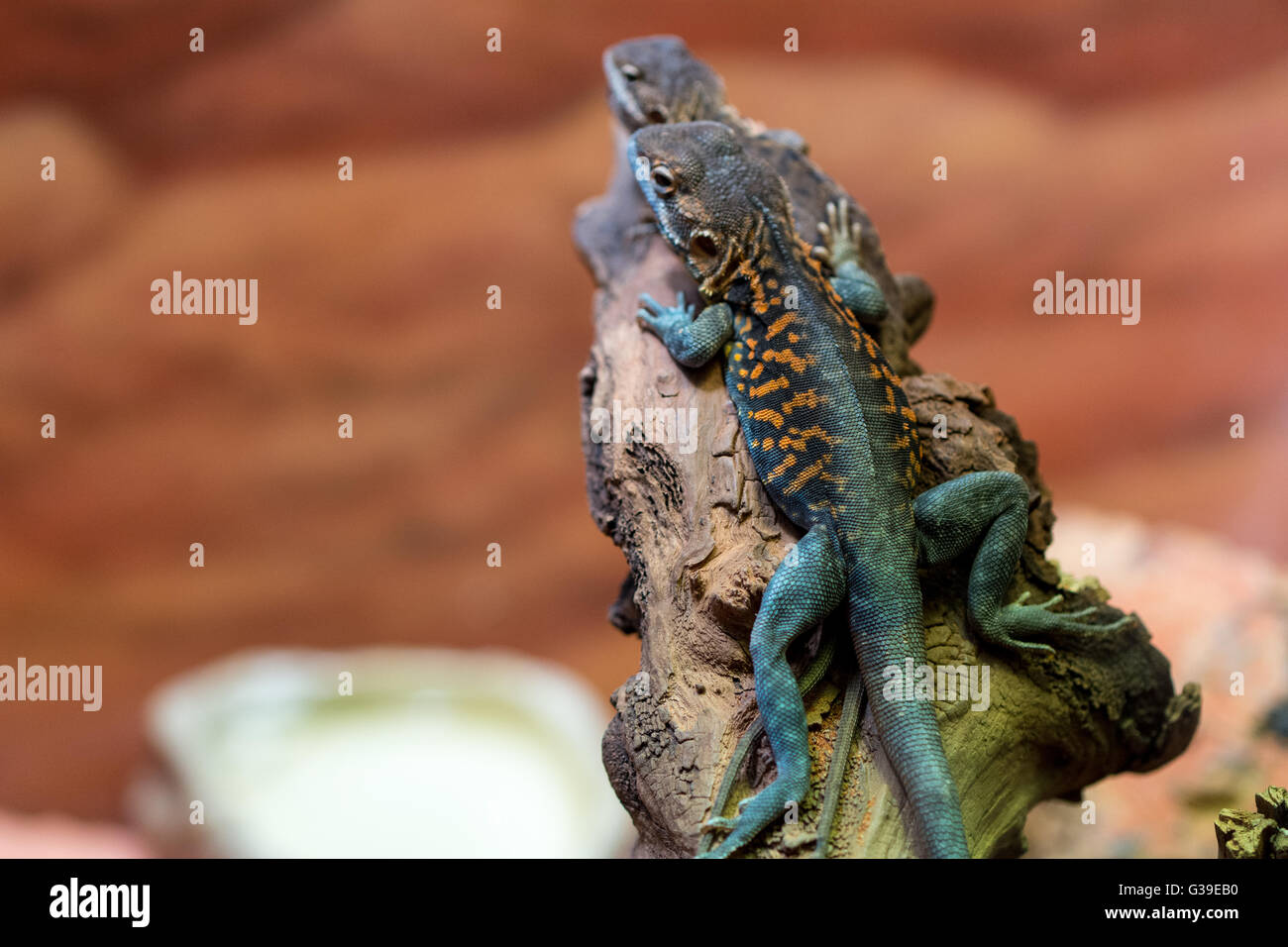 Lizard poco dragon close up Foto Stock