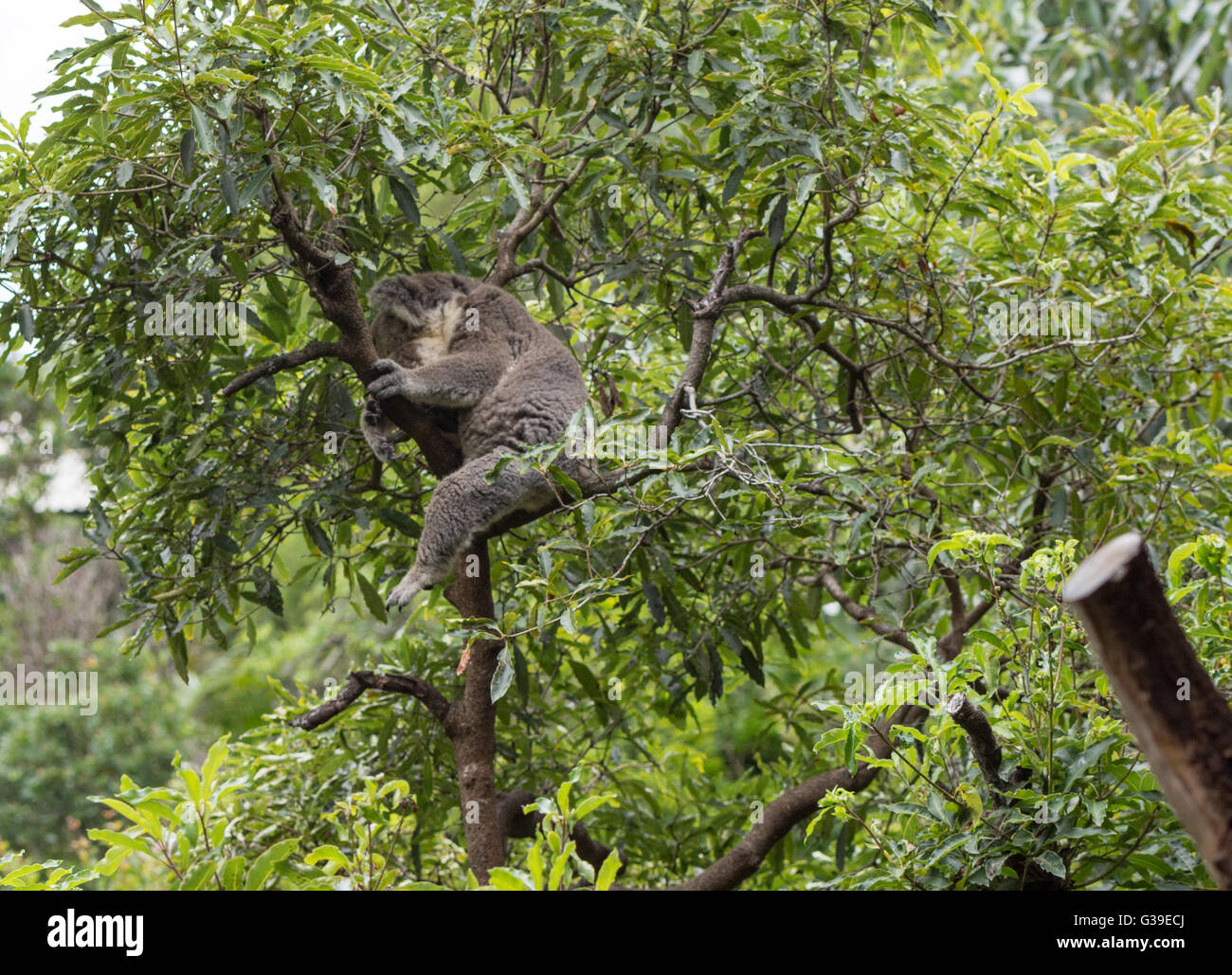 Orso coala dormire in una struttura ad albero Foto Stock