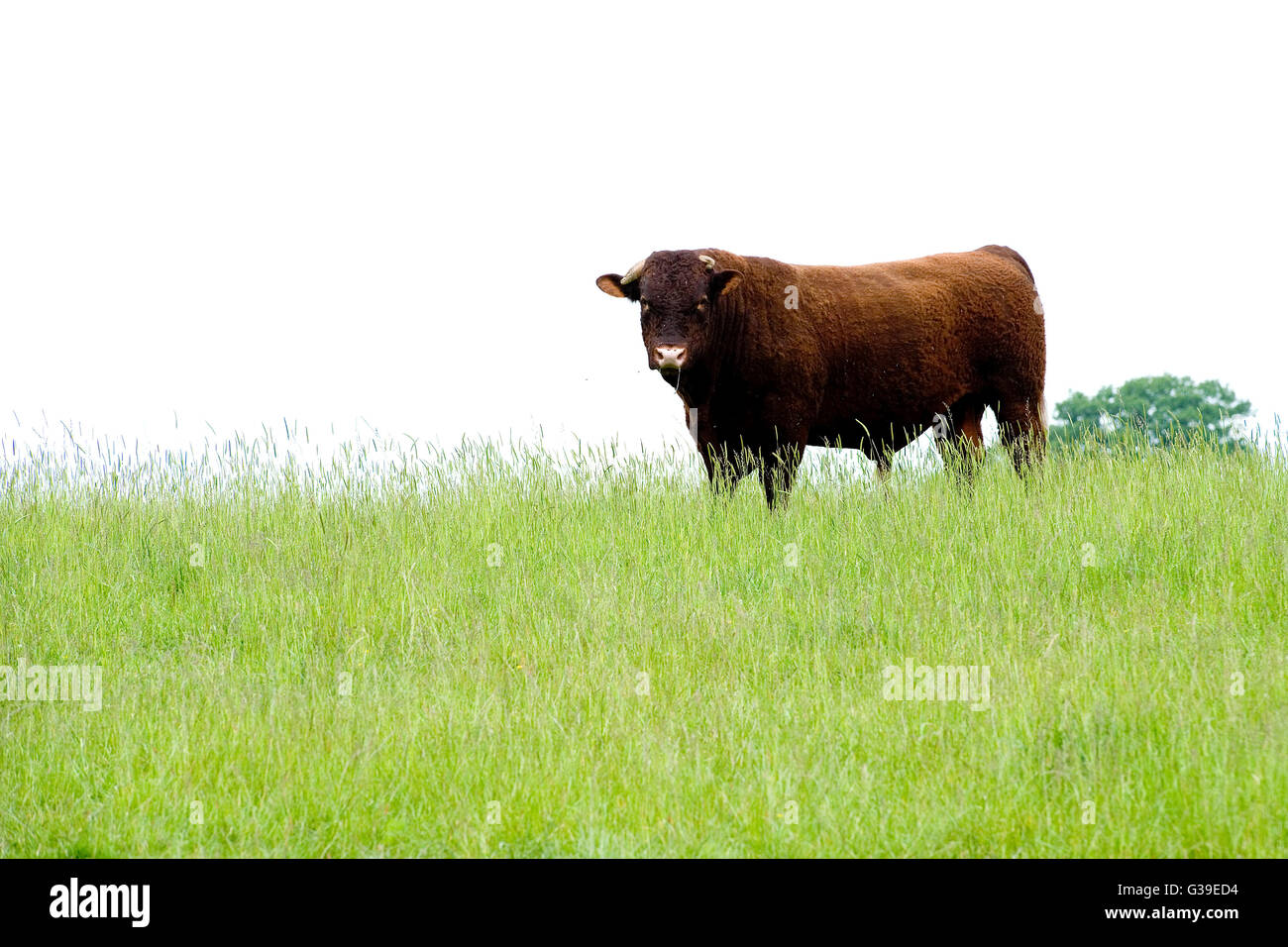 Rosso rubino devon bull Foto Stock