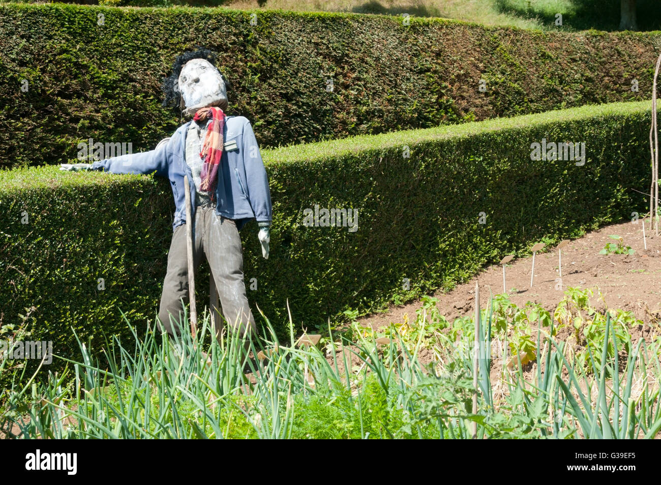 Uno spaventapasseri appoggiato su di una grande siepe intorno a un giardino vegetale. Foto Stock