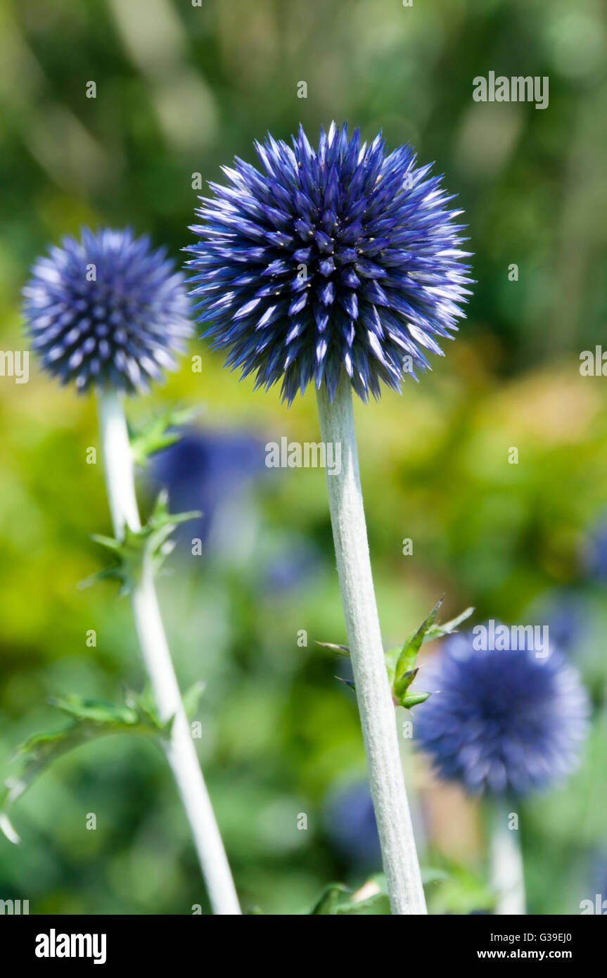 Echinops ritro Veitch del blu Foto Stock