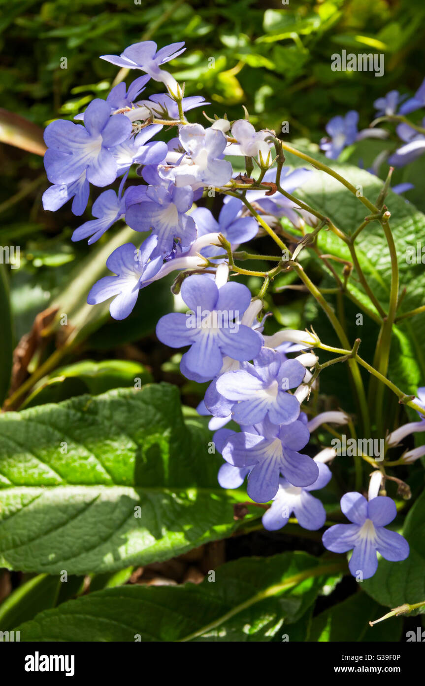 Cape Primrose o Streptocarpus "Stelle cadenti" Foto Stock