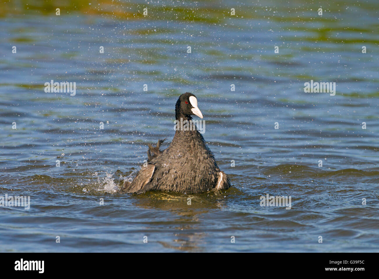La folaga fulica atra di balneazione in acqua dolce piscina costiera Norfolk Foto Stock