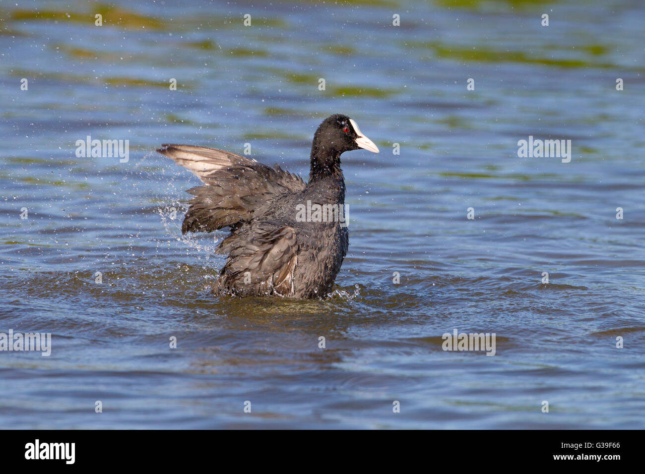 La folaga fulica atra di balneazione in acqua dolce piscina costiera Foto Stock