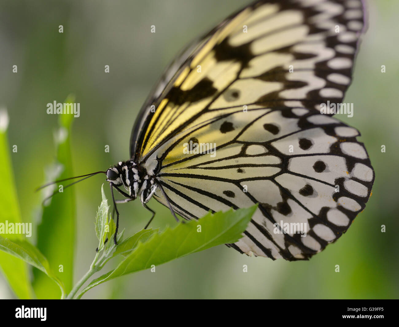 Macro di aquilone di carta e carta di riso, o grande albero nymph butterfly (Idea leuconoe) Visualizza il profilo sulla lamina Foto Stock