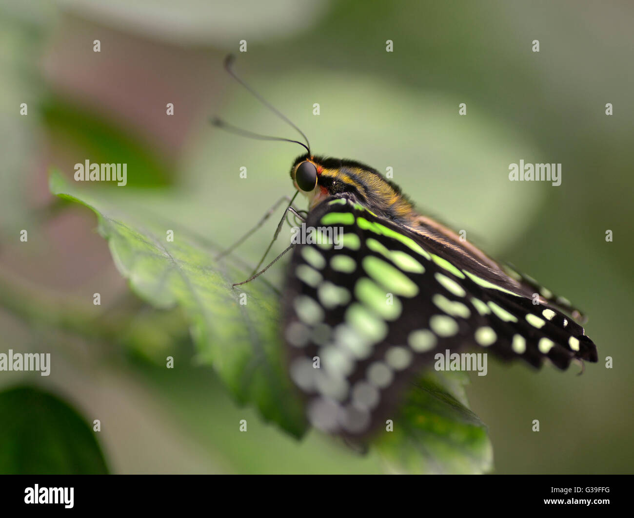Macro di coda di jay butterfly (Graphium Agamennone) sulla lamina visto dal profilo Foto Stock