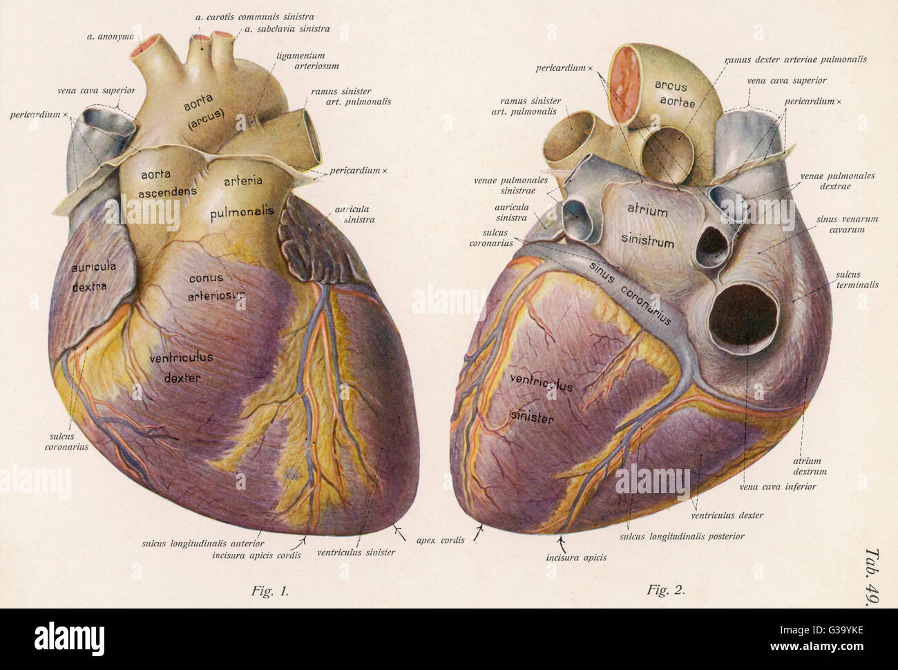 Anatomia del cuore umano immagini e fotografie stock ad alta