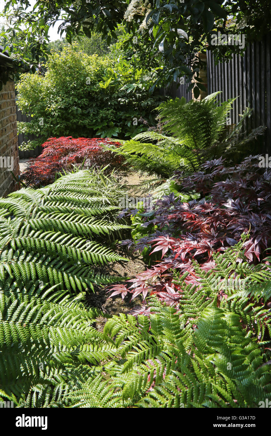 Angolo ricoperta di Londra giardino sul retro che presenta grandi sempreverdi piante architettoniche tra cui felci e acero rosso boccole Foto Stock