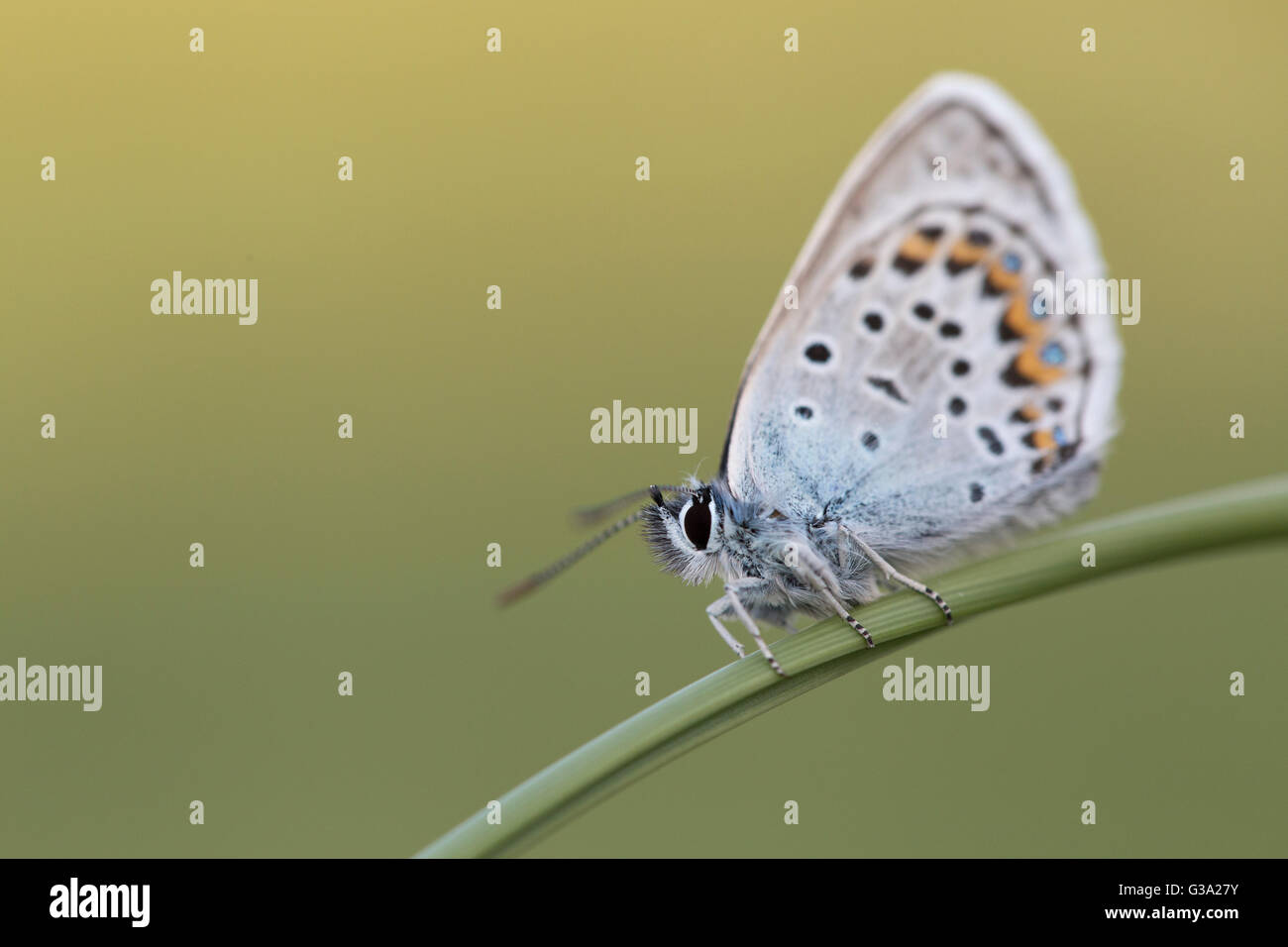 Argento Studded Blue Butterfly; Plebejus argus; maschio; sullo stelo; il giallo e il verde sullo sfondo; Cornovaglia; Regno Unito Foto Stock