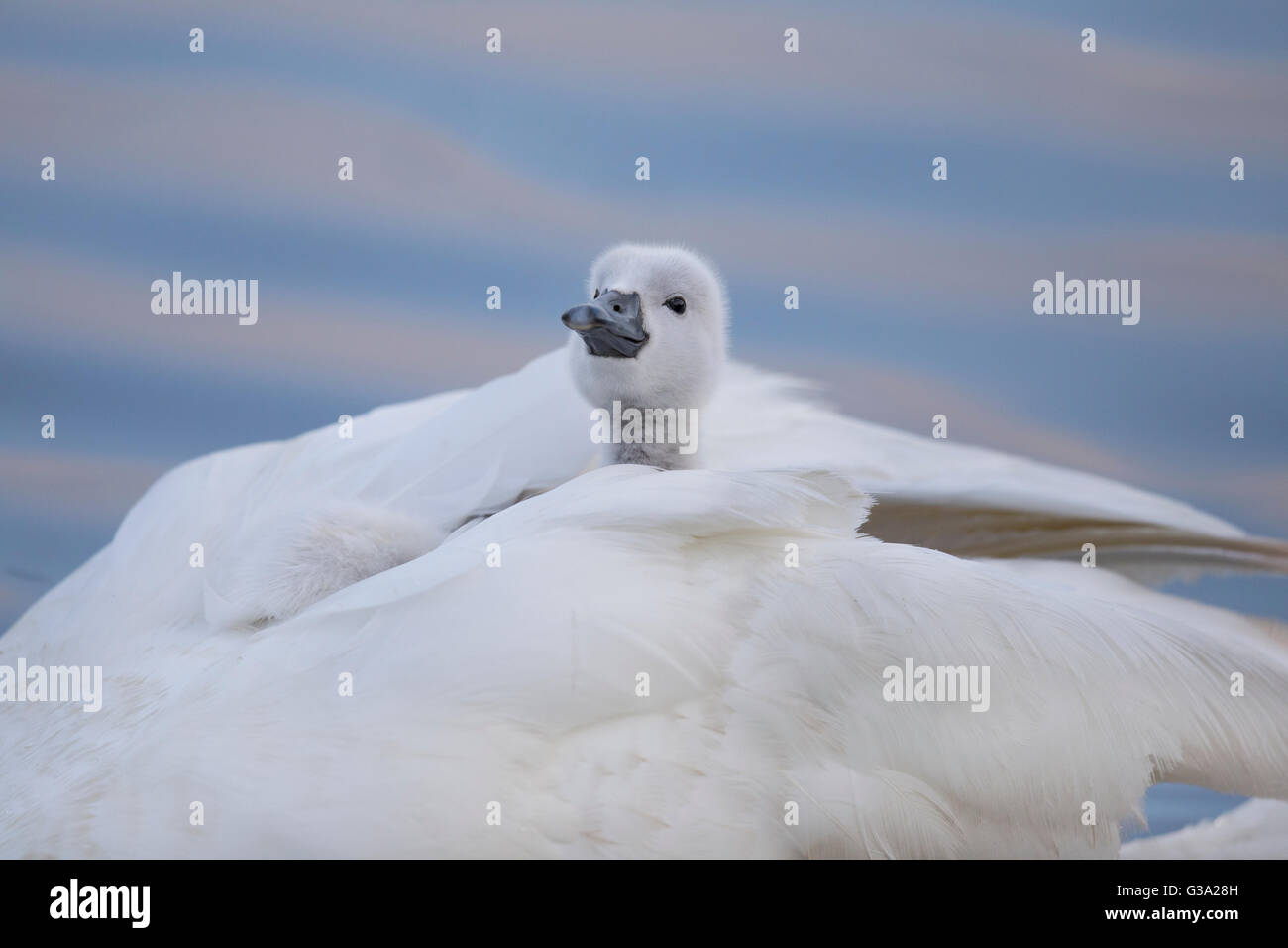 Cigno; Cygnus olor; singolo Cygnet; ride su Madre la schiena; Cornovaglia; Regno Unito Foto Stock