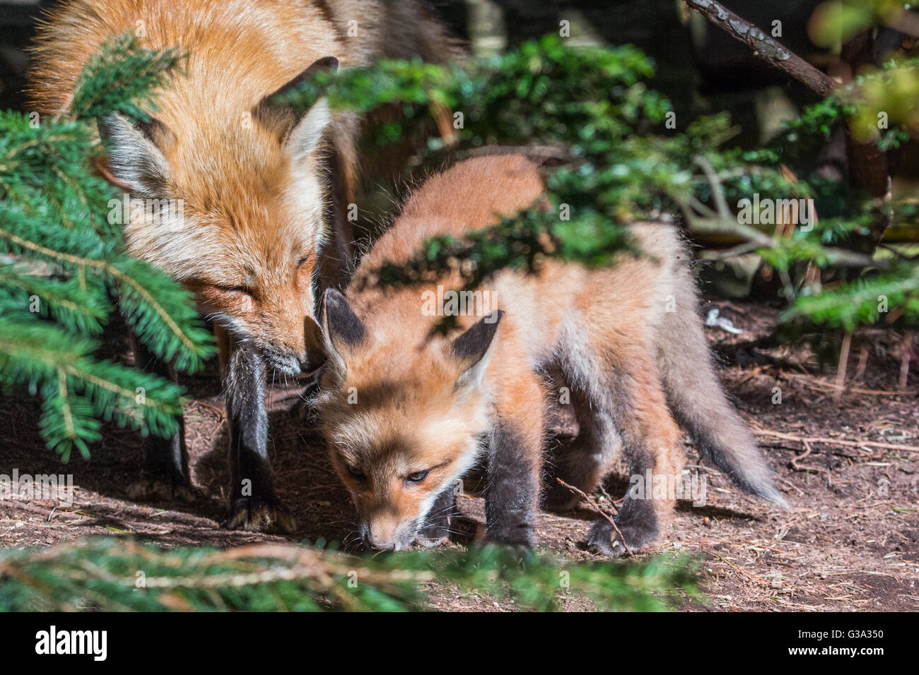 Red Fox madre e il suo cucciolo Foto Stock