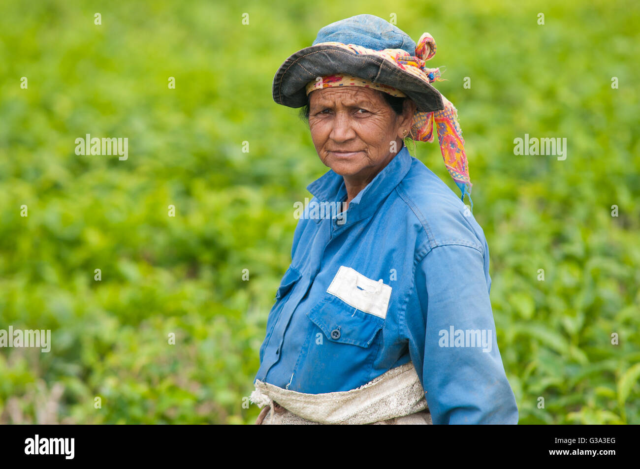Il tè piantaggine lavoratore in Bois Cheri, Mauritius Foto Stock
