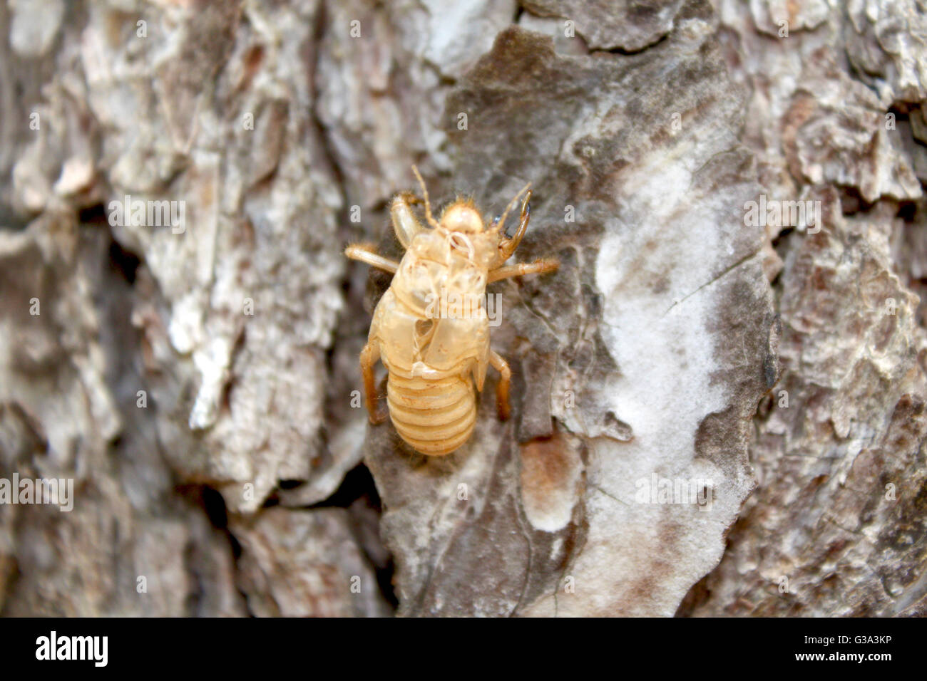 La Balm-Cricket esuvia su un tronco di albero Foto Stock