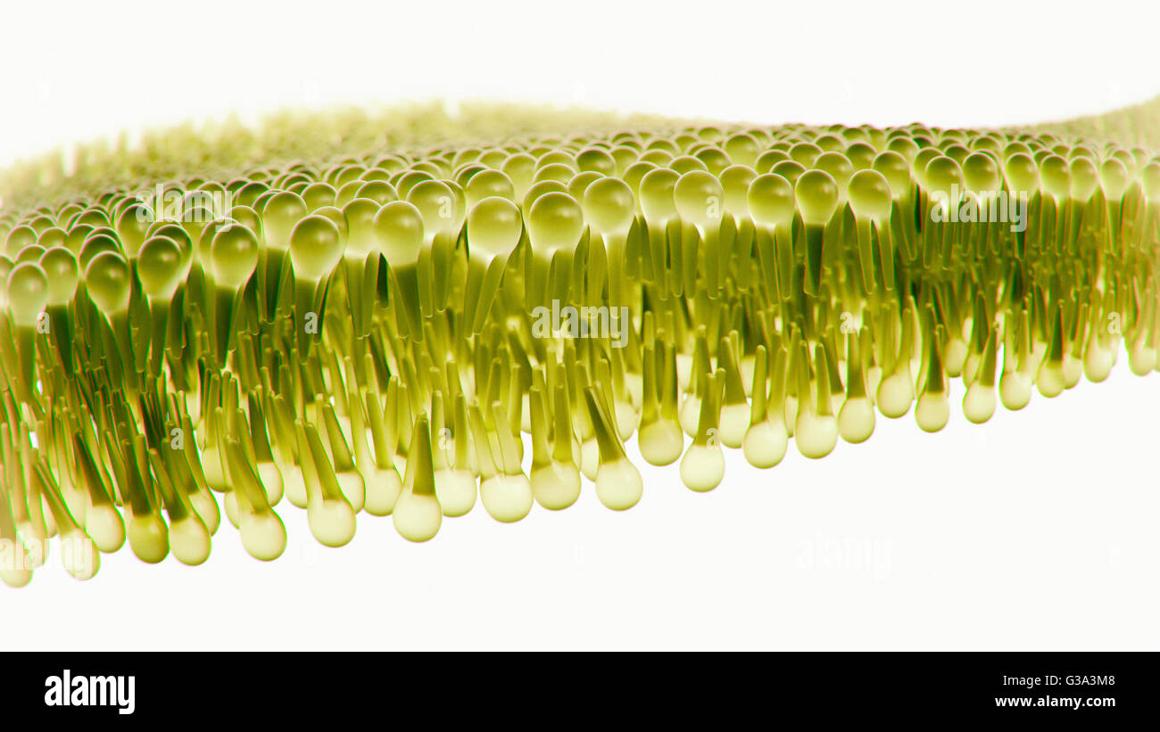 Umano bistrato lipidico - 3D Rendering Foto Stock