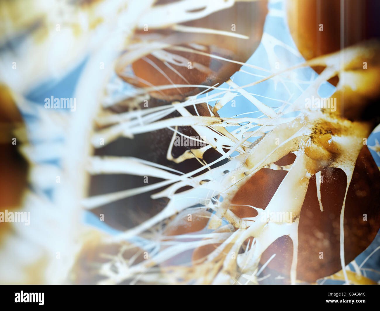 I neuroni nel cervello Foto Stock