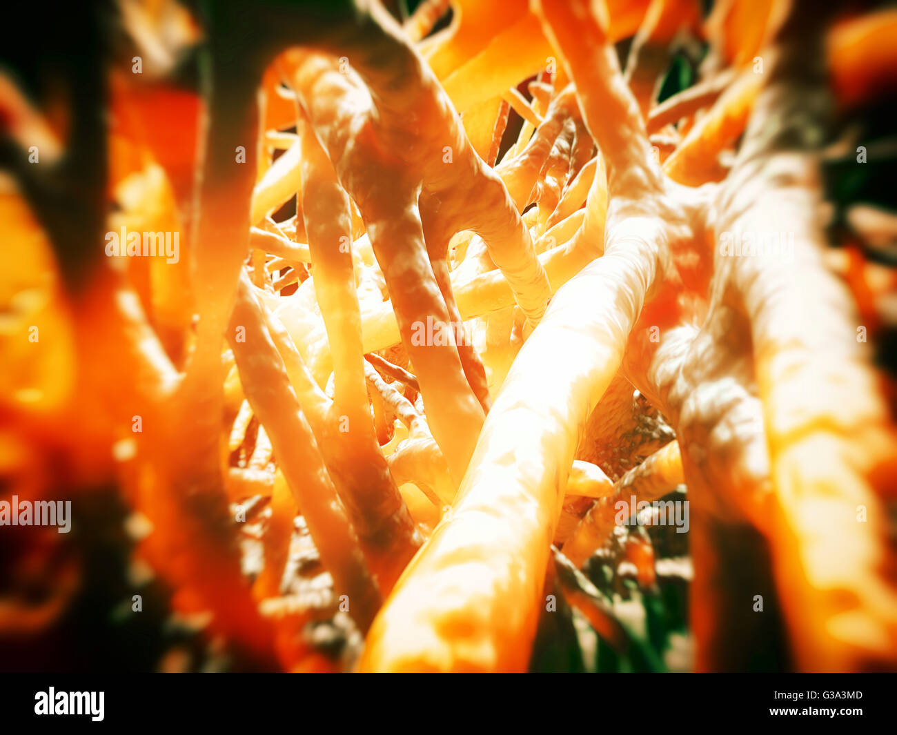 I neuroni nel cervello Foto Stock