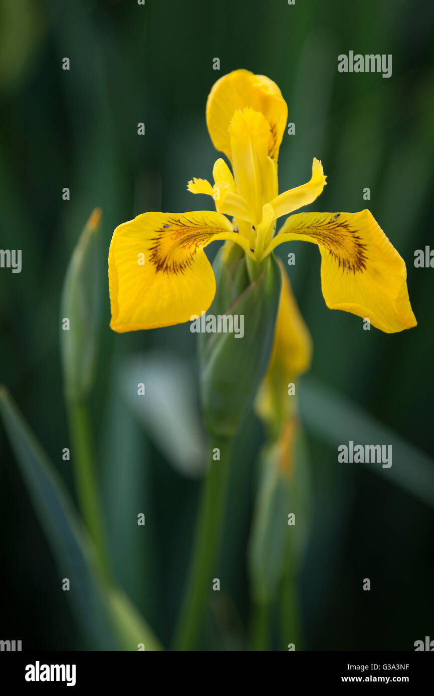 Iris pseudacorus. Bandiera gialla o Iris gialla o acqua Bandiera o la leva Iris Foto Stock