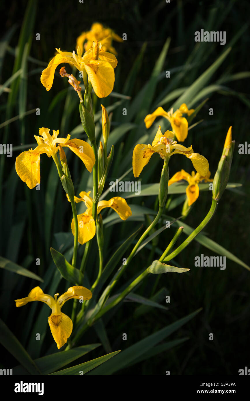 Iris pseudacorus. Bandiera gialla o Iris gialla o acqua Bandiera o la leva Iris Foto Stock