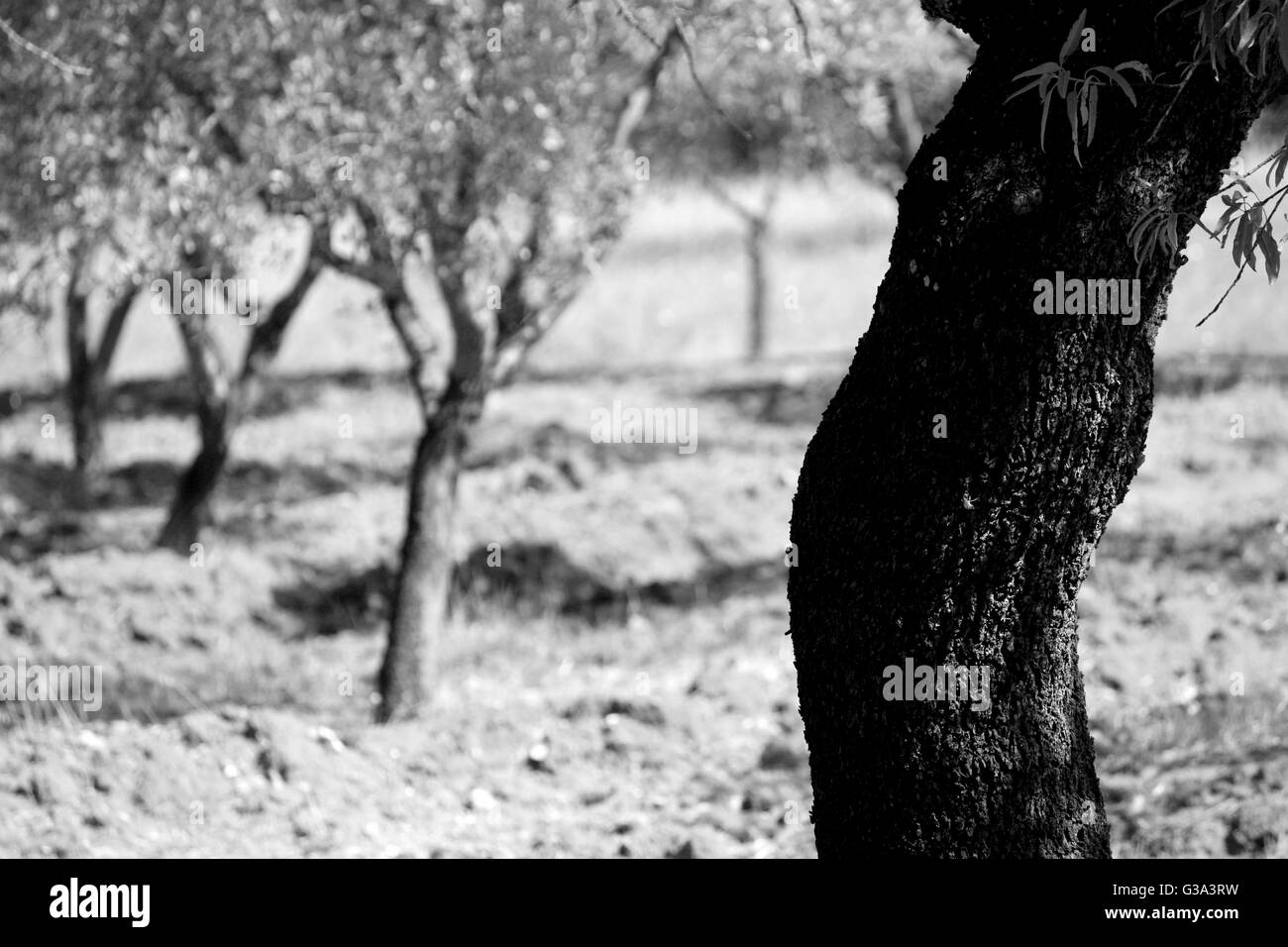 Il Salento di alberi di olivo in condizioni di luce diurna Foto Stock
