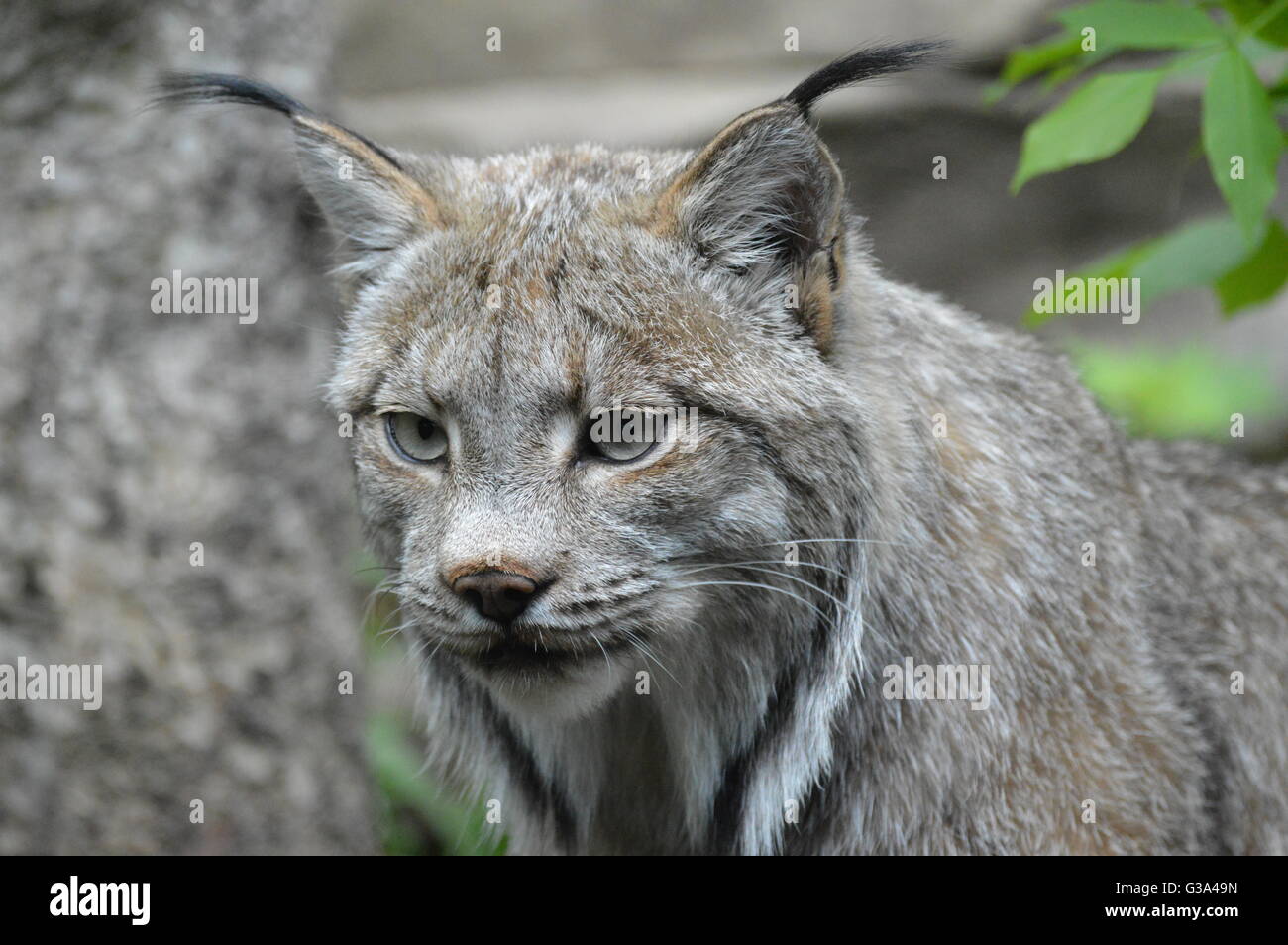 Lynx canadensis Foto Stock