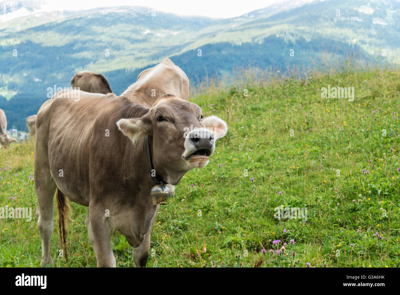Il latte di vacca sulla terra di pascolo in Baviera Foto Stock