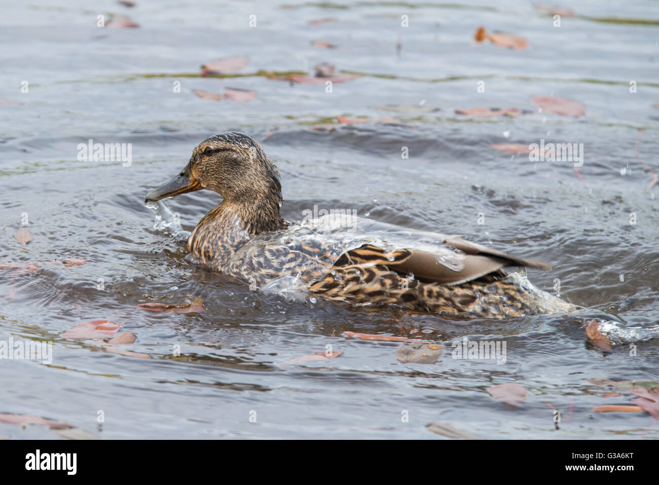 Mallard duck avente un lavaggio, l'acqua fuori un anatre indietro! Foto Stock