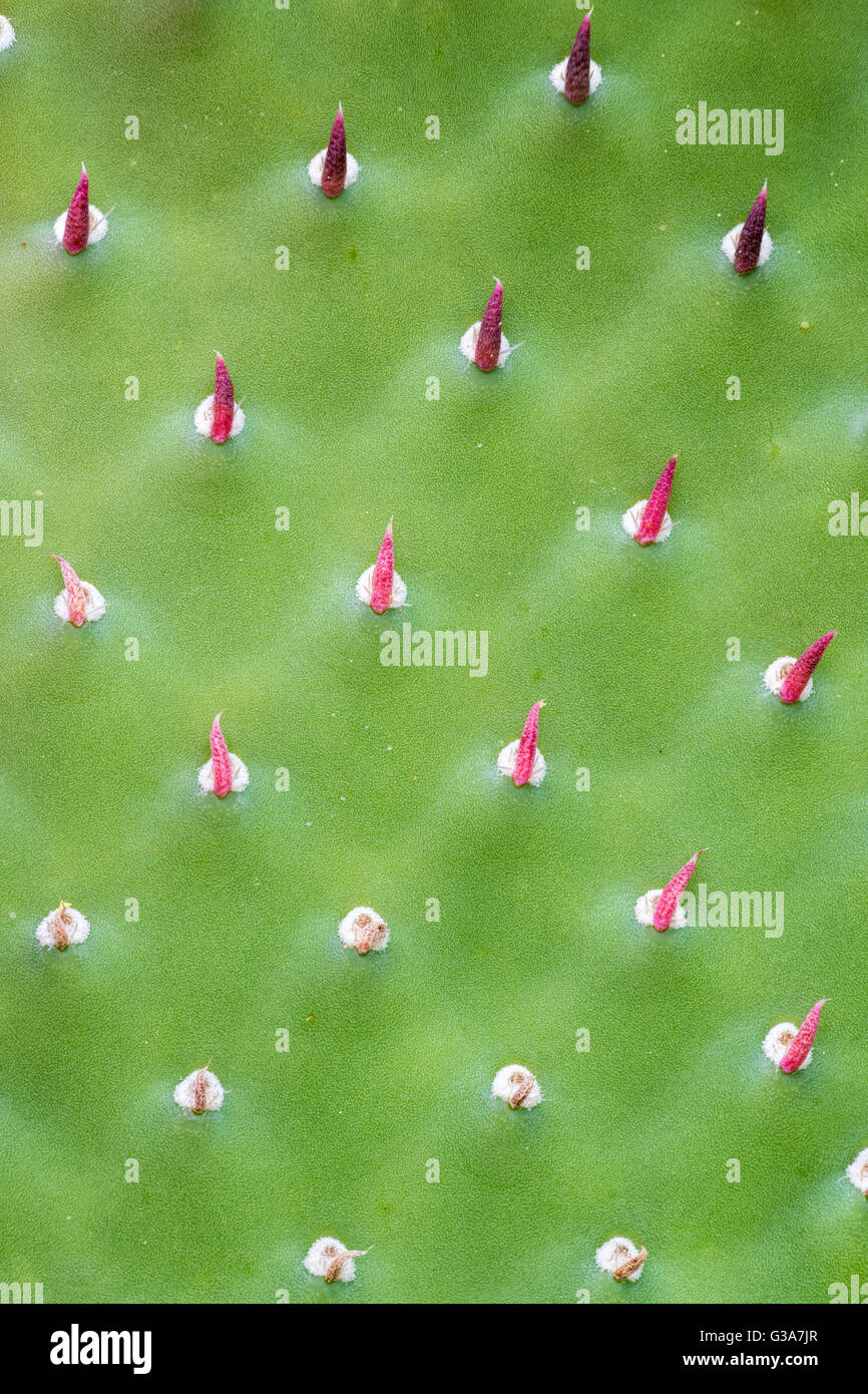 Cactus Pricklypear pod, Parco Nazionale Zion, Utah. Foto Stock