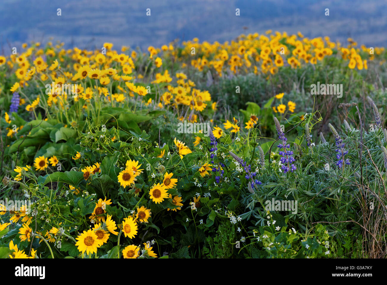 42,110.08111 prato pieno di giallo Carey's balsamroot, lupino azzurro e bianco manroot fiorito Foto Stock 42,110.08111 prato pieno di giallo Carey's balsamroot, lupino azzurro e bianco manroot fiorito Foto Stock