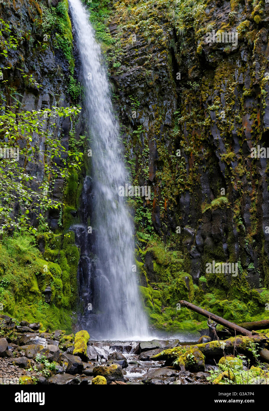 42,138.08945 trenta 30 piedi di altezza waterfall cascading su un basalto coperte di muschio cliff in una piscina di acqua al di sotto di Foto Stock