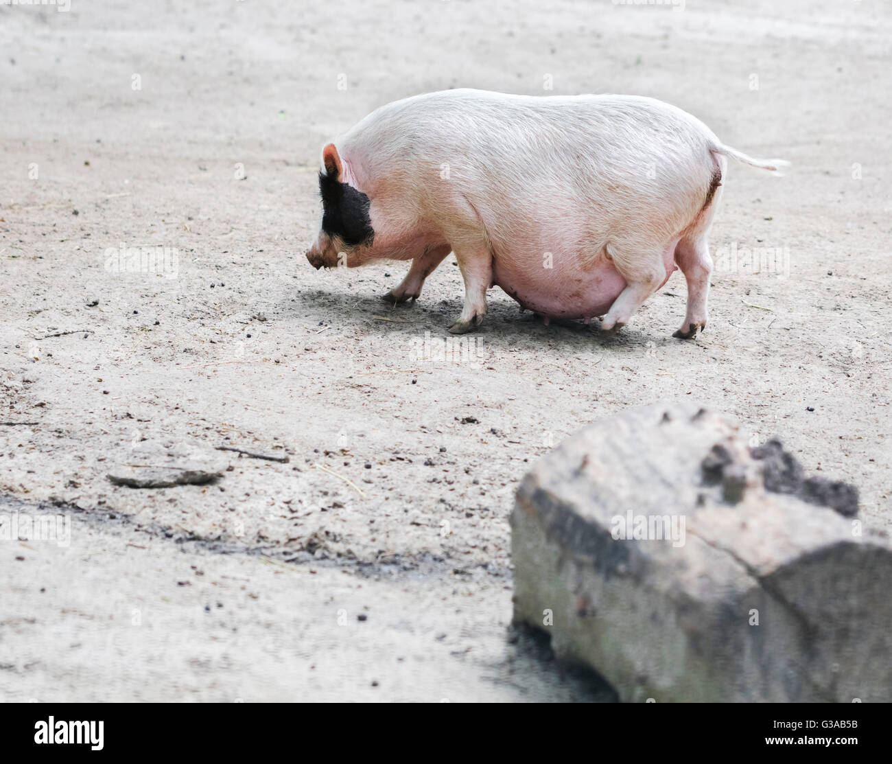 Il vietnamita i suini vengono allevati su una fattoria all'aperto Foto Stock