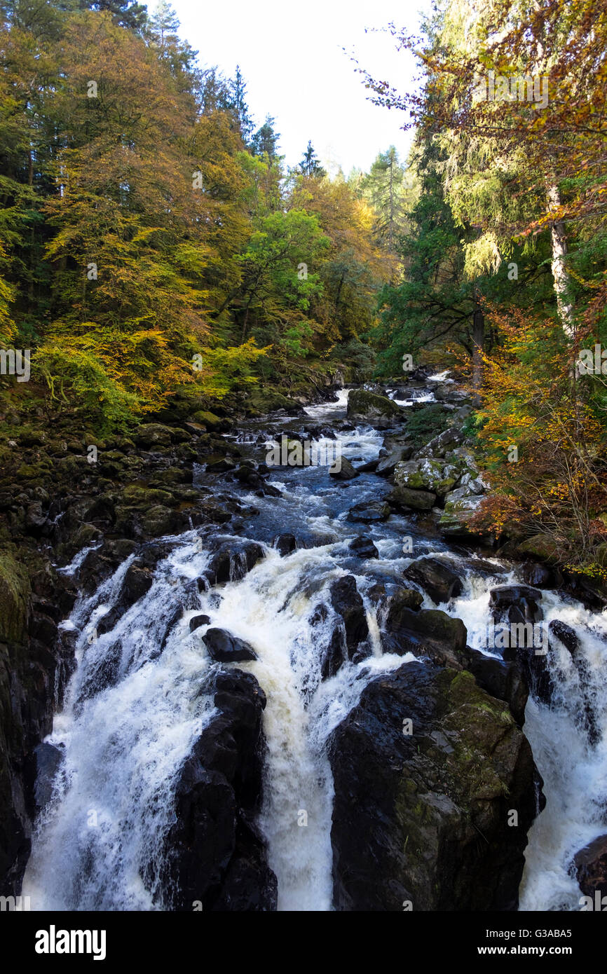Bosco autunnale e cascata di scena a nero Linn Falls, Perthshire Scozia Scotland Foto Stock