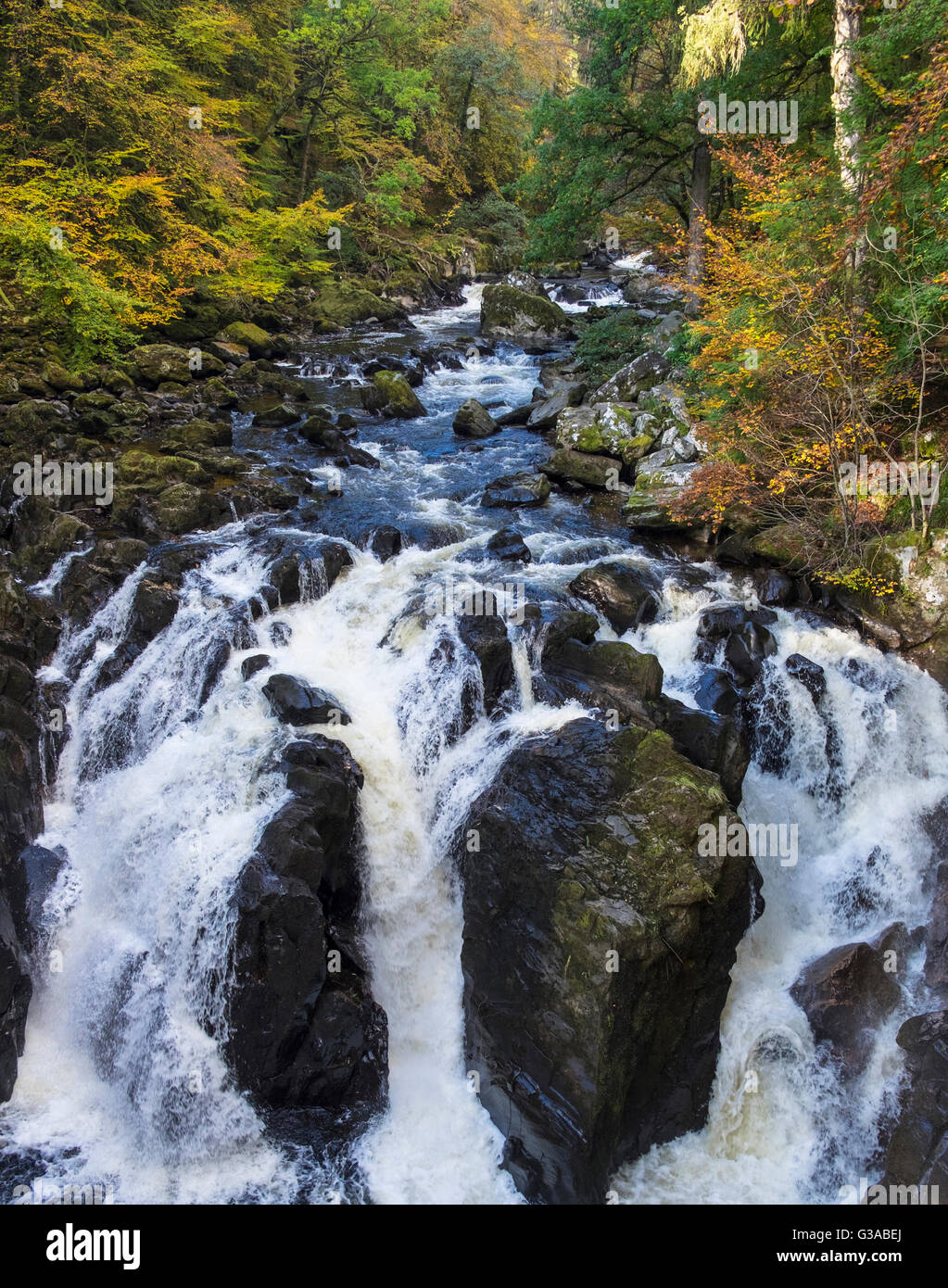 Alberi in autunno colori nero sopra Linn cascata in Perthshire Scozia Scotland Foto Stock