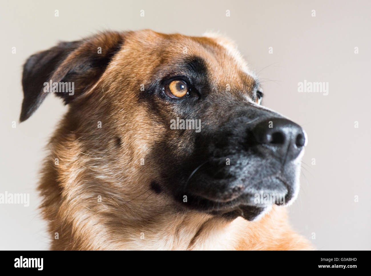 Primo piano del cane Foto Stock
