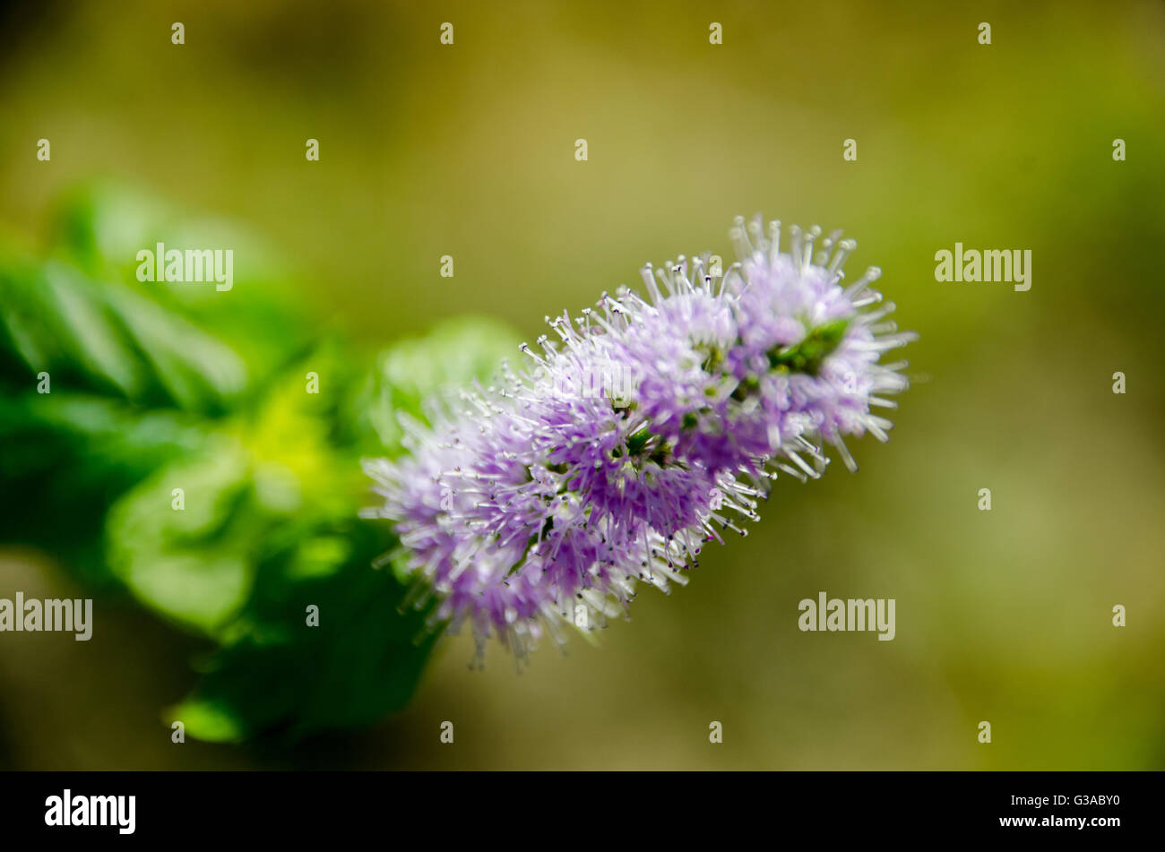 Fioritura di piante di menta, foglie di menta in giardino Foto Stock