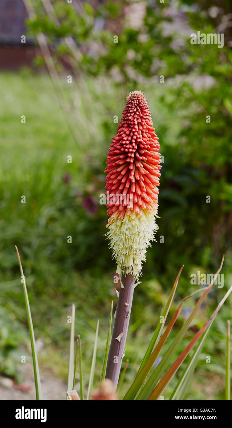 Primo piano della testa di fiori di un red hot poker Foto Stock