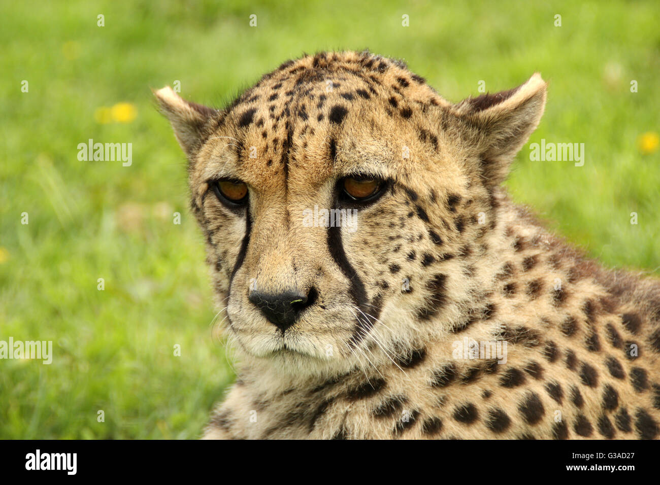 CHEETAH big cat ritratto. Close up cheetah, Acinonyx jubatus, rilassante mentre fissando attentamente. Foto Stock