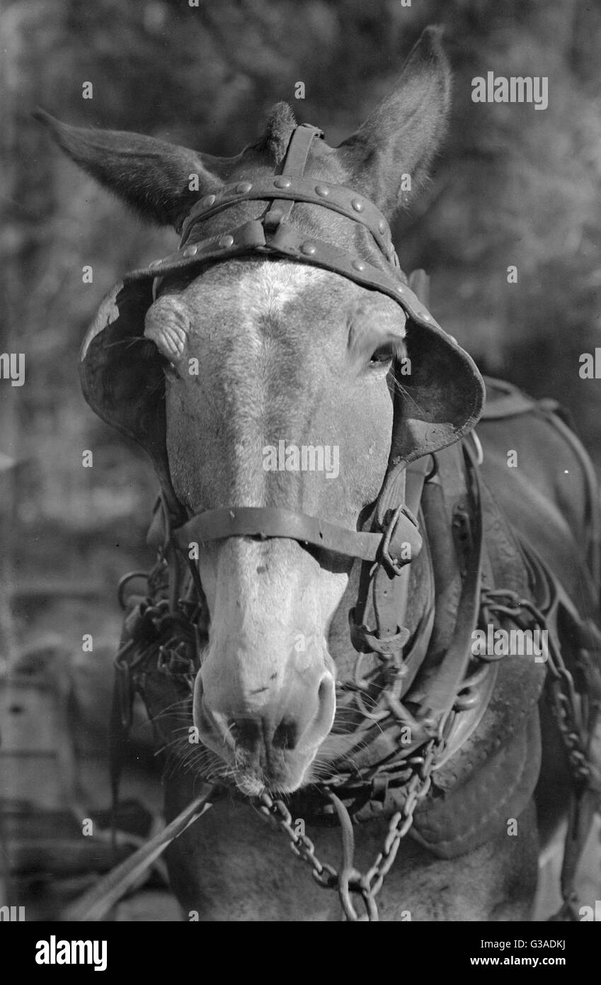 Mulo. Hale County, Alabama Foto Stock
