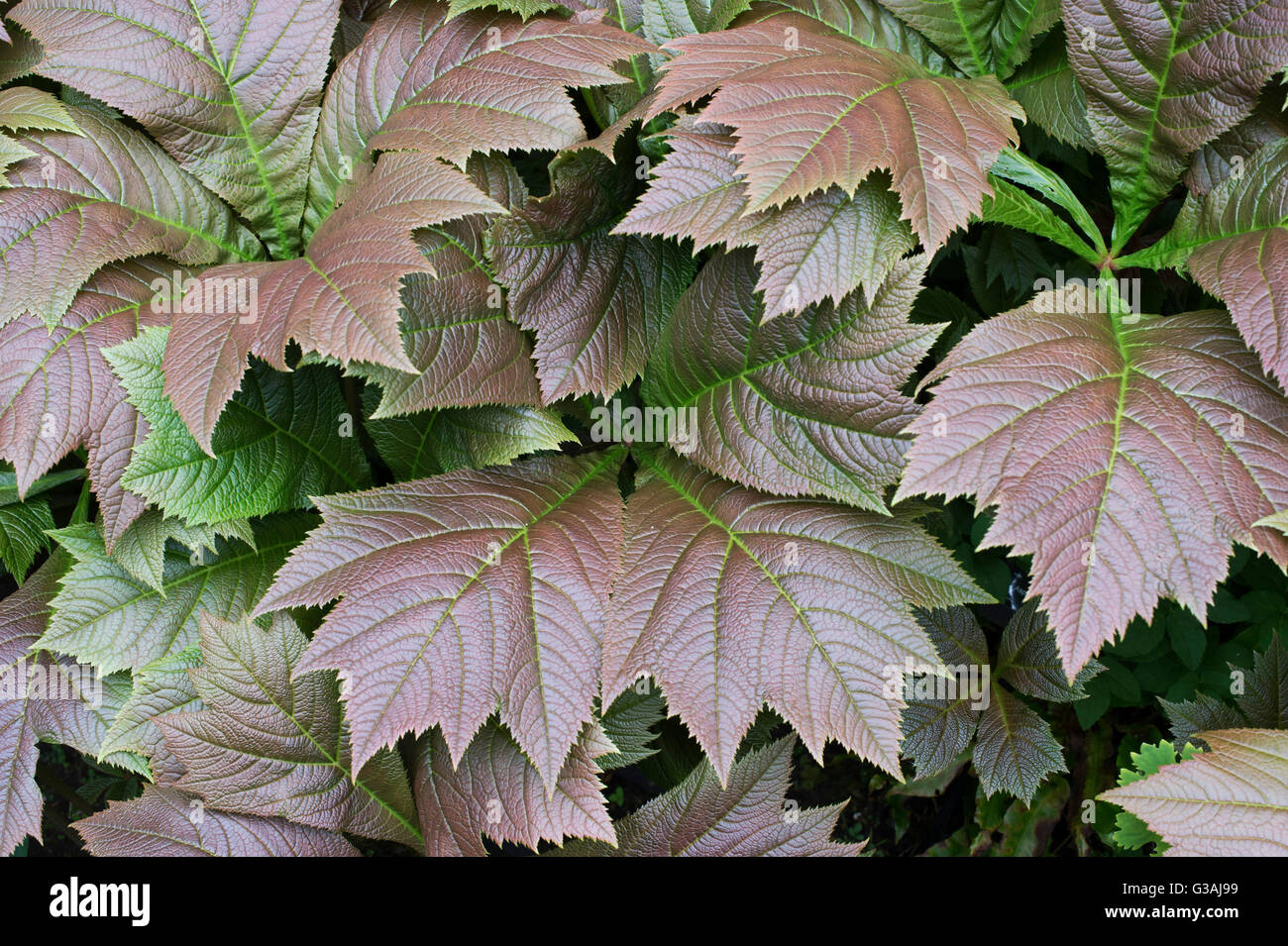 Rodgersia podophylla. Rodgers' bronzo-vegetali a foglia Foto Stock