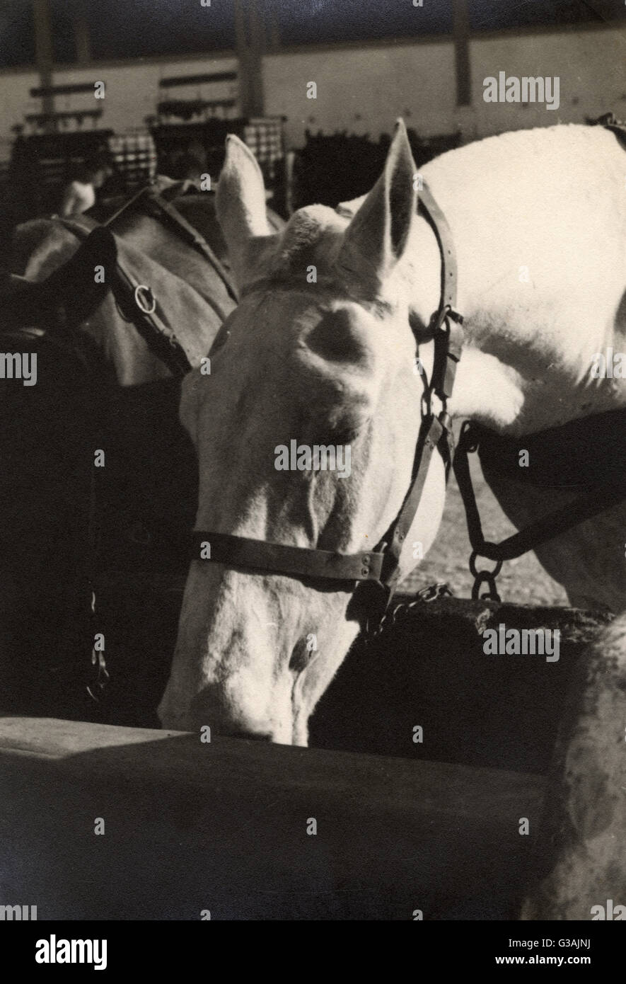 Horse Transport - due cavalli fini - Malta - seconda guerra mondiale Foto Stock