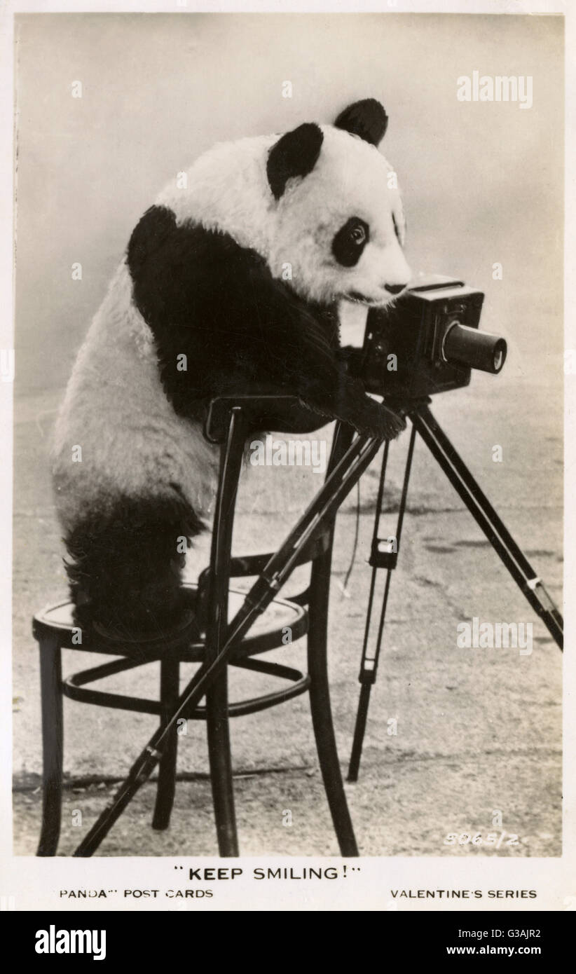 Continua a sorridere! Giovane panda gigante che scatta una fotografia Foto Stock