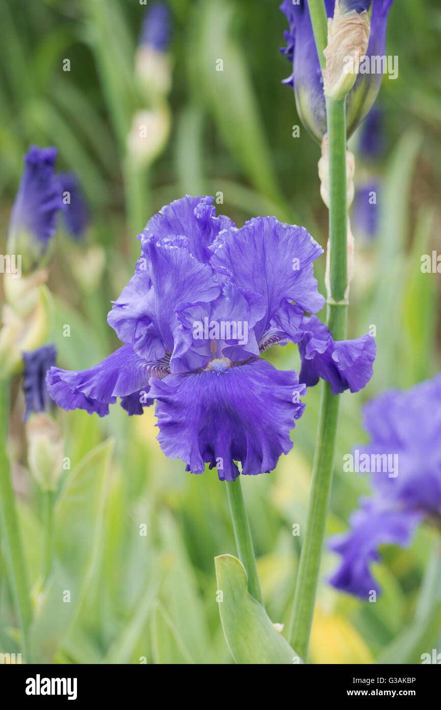 Tall barbuto Iris Blenheim Royal flower Foto Stock