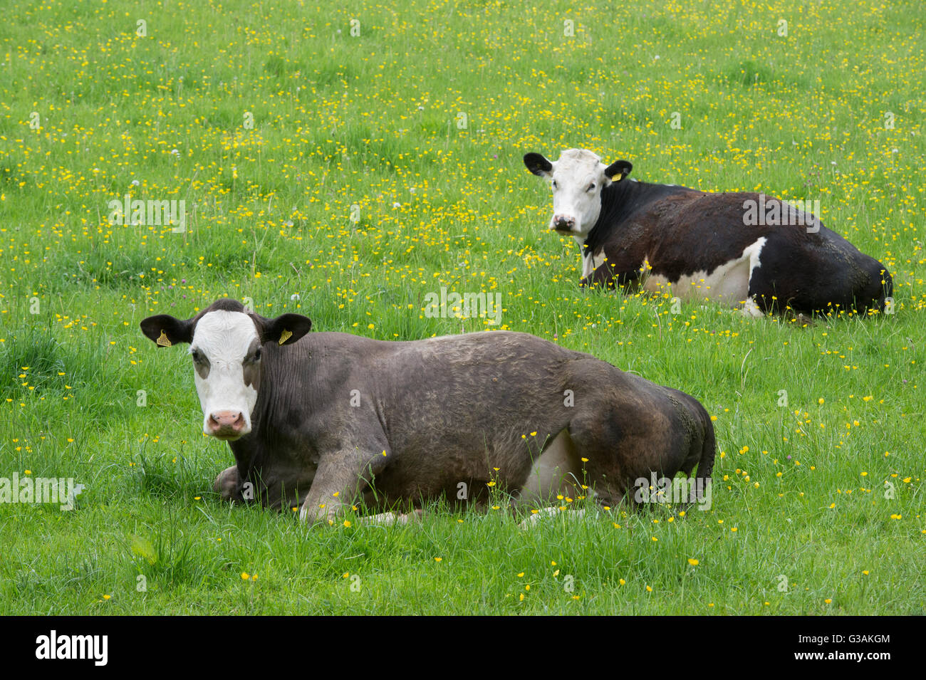 Le mucche in un campo di renoncules in Cotswolds. Gloucestershire, Inghilterra Foto Stock