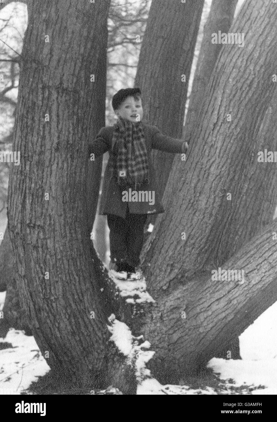 Giovane ragazzo in piedi tra i tronchi divergenti di una quercia Foto Stock