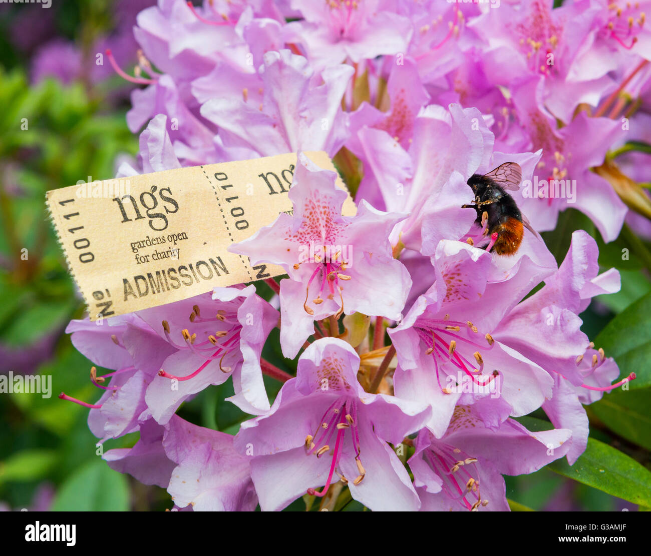 Giardini Nazionali schema di biglietti e un Bumble Bee su fiori di rododendro. Foto Stock